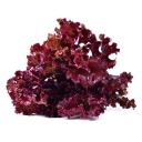 Lollo Rosso