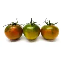 Camone Tomaten
