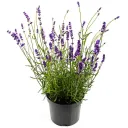 Lavendel im Topf