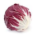 Radicchio Chioggia