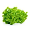 Eichblatt-Salat