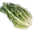 Puntarelle