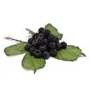 Brombeeren