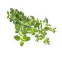 Oregano