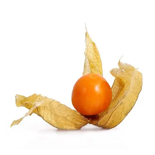 Physalis