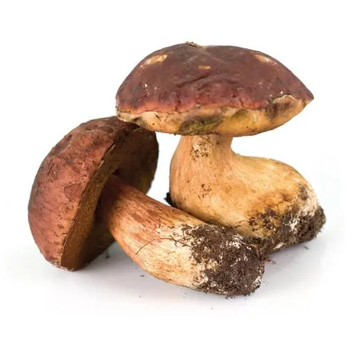 Steinpilze
