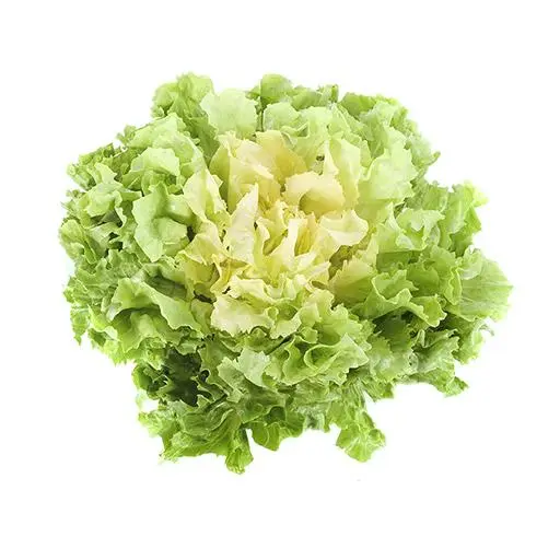 Endivien Salat