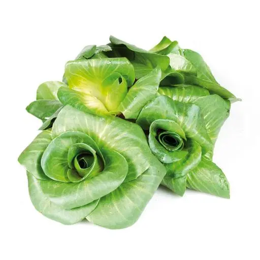 Radicchio Verde